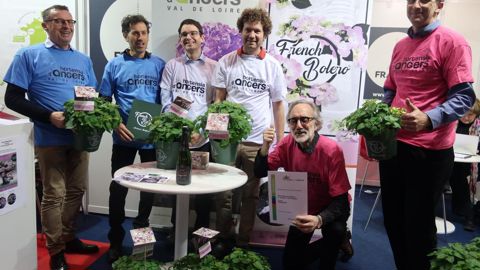 Hortensia FRENCH BOLERO – IPM 2019